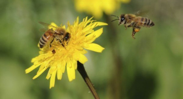 Co je na ukrajinském včelařství pozoruhodné?